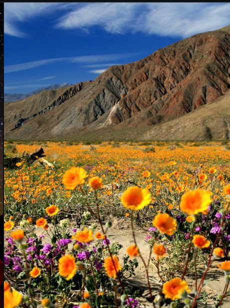 Original photo of orange wildflowers beneath a mountain ridge